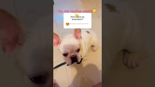 Funny video😘 Dog Doglover cute Trending Pet Pets Youtubeshorts Viral comedy reels love [upl. by Natiha]