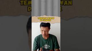 ILUSI MATA‼️ADA HEWAN DI GARIS HITAM PUTIH ilusimata noventok ilusionoptica [upl. by Yanehs352]