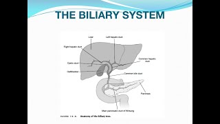 Acute Cholecystitis and Cholangitis [upl. by Brawner]