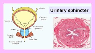 urinary sphincter [upl. by Sisto]