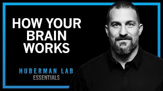 Essentials How Your Brain Works amp Changes [upl. by Haelat]