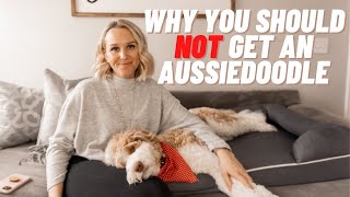 AUSSIEDOODLE  5 Reasons You Should NOT Get an Aussiedoodle  Torey Noora [upl. by Ateiluj396]