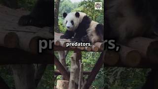 Did you know Pandas can climb trees animals wildanimalfacts shorts [upl. by Aryn771]