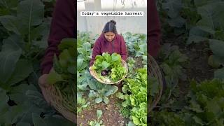 Today’s vegetable harvest harvest gardening youtubeshorts [upl. by Rudy920]