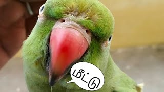 😍💚பேசும் கிளி மீட்டு💚talking parrot meetu💚😍 [upl. by Neenaj]