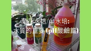 蘭花水培半水培  種植蘭花水質的重要 pH酸鹼篇  蘭花種植 [upl. by Anitserp306]