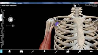 upper limb1b DR SAMEH GHAZY [upl. by Euqinot]