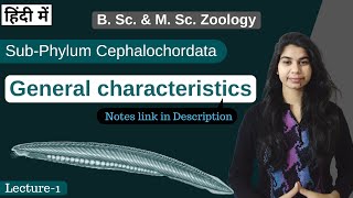 SubPhylum Cephalochordata  general characteristics  In Hindi  B Sc amp M Sc  Zoology [upl. by Isidro]