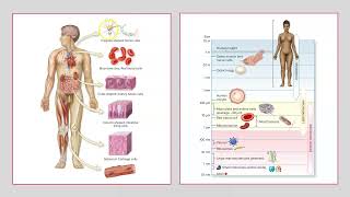 Basic Cell Structure and Function [upl. by Kampmeier185]