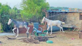 quotमहिनूर और माहि शाम के समय मस्ती करते हुए  horse training videos  viphorse07 [upl. by Meedan73]