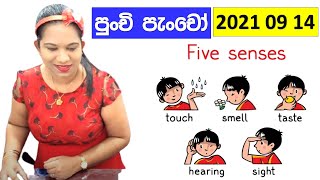 The Five Senses for Punchi Pancho  Preschool Education Surangi Teacher Amma [upl. by Barsky444]