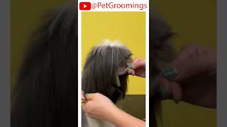 Groom Your Shih Tzu Like a PRO doggroominglife dogbreed puppy groominglife cutepet pets [upl. by Atekram607]