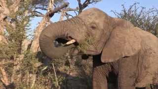 Sound of the African Bushveld Elephants  AFRICAN WILDLIFE [upl. by Tifanie]