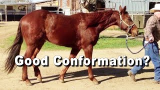 Reining amp Cutting Horse Conformation Good Or Bad [upl. by Idnod]