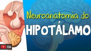 HIPOTÁLAMO Vídeo Aula  Neuroanatomia funcional com Rogério Souza [upl. by Holzman780]