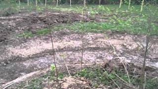 Permakultur  Chinampas mit Teich im Waldgartenprojekt 1Joch [upl. by Elahcim]