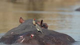 Oxpeckers on Hippo  Zambia Tourism [upl. by Eihcra291]