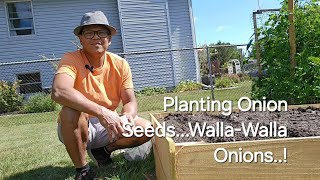 How to Plant onion seeds in a Raised BedLifestyleProjectsandGardening [upl. by Juieta]