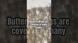 Butterfly Wings Under Microscope🔬butterfly microscope insects macro biology science funfacts [upl. by Atekahs]