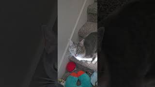 I hear noise and cat explains What Happened FunnyPets CatComedy MysteriousNoise TalkingCatquot [upl. by Secilu]