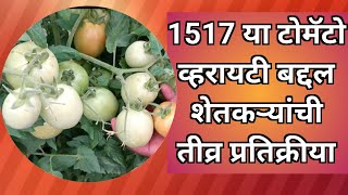 1517 या टोमॅटो व्हरायटीला अडचणी अनेक पण सगळीकडे शेतकऱ्यांची प्रतिक्रिया एकच [upl. by Nyladnarb]