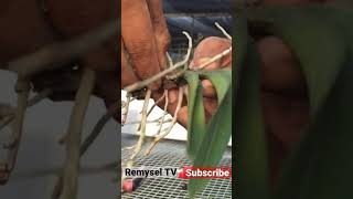 Replanting orchids Orchid care Orchid For Beginners Most beautiful orchids Repotting orchids [upl. by Millisent]