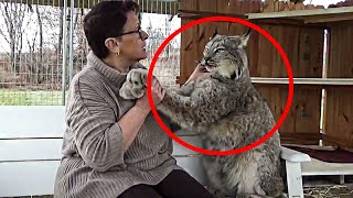 The Reaction Of This Canadian Lynx When A Trainer Goes To Pet Him [upl. by Alehtse]