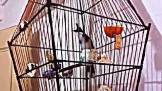 Jambul Bird Singing  Part 5 [upl. by Marieann]