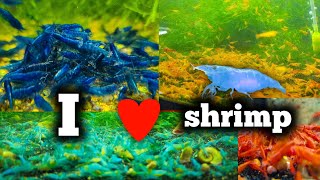 All My Shrimp Tanks  Millions of Shrimp  Do You Love Shrimp [upl. by Asa587]