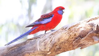 Australian Parrots Crimson Rosella Platycercus elegans [upl. by Rhys]