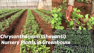 How to Make plants Chrysanthemum Shevanti in Greenhouse very Simple Method [upl. by Parik272]