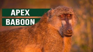 The Killer Baboons Of The Luangwa Valley [upl. by Yc]