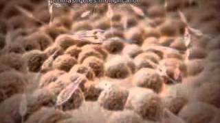 ▶ Life cycle of Leishmania in the insect vector YouTube 240p [upl. by Ulysses]