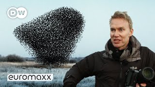 Photographers Søren Solkærs Incredibly Beautiful Starling Murmurations [upl. by Etnaud]