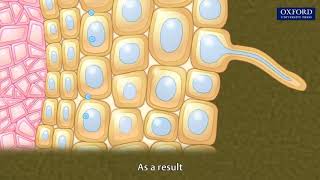 Animation 103 Absorption of water in plants [upl. by Naillig]