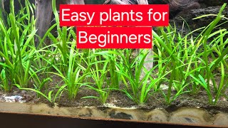 Easy plants for a fish tank fishtank aquarium plantedtank animals baby fish [upl. by Lihkin]