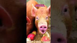 Awesome Piggy pig pigcare animals pigsisbeautiful piggy pigsofig piggery agribusiness 8 [upl. by Nereus]