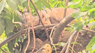 nest making by birds [upl. by Gamber110]