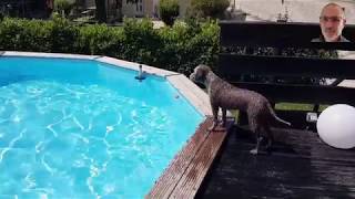 Lagotto Romagnolo IDA piscine 2662018 [upl. by Tullius]