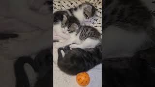 Lazy Saturday with the 3littlekittens kittens cuteanimal cats [upl. by Rooke]