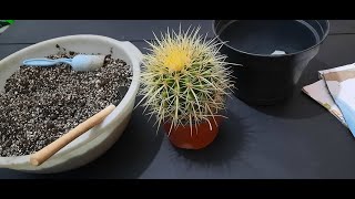 Transplante de Echinocactus Grusonii [upl. by Nylitsirk]