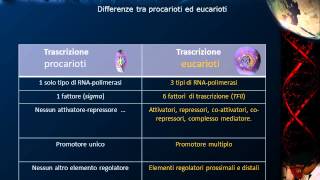 Lezione 20  RNA polimerasi [upl. by Nylicaj]