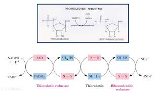 thioredoxin ribonucleotide reductase ribonucleótido reductasa bioquímica biochemistry [upl. by Kaplan]