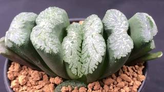 Haworthia truncata Collection  How to grow these succulents and Haworthia varieties [upl. by Nawj715]