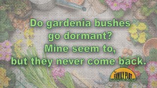 Why do my gardenia bushes go dormant and never come back [upl. by Nuhsal]