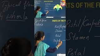 Whorl of Flowers  Morphology of Flowering Plants  Shorts  Botany  Sri Chaitanya [upl. by Nazus]