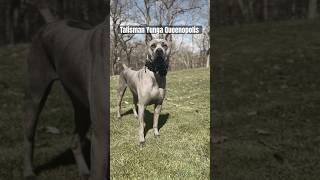 Champion Thai Ridgeback Dog  USA [upl. by Nerahs]