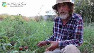 Fautil tailler les tomates  la réponse de Pascal Poot [upl. by Otirecul]