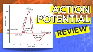 013 A Review of the Action Potential [upl. by Fillian]