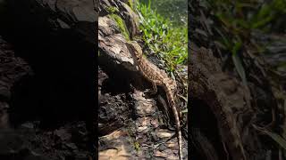 Early morning sun basking for our pets sulcatatortoise beardeddragon fyp [upl. by Walling]